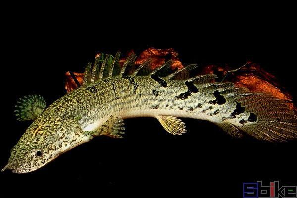 恐龍魚(yú)有幾種品種圖片及名稱