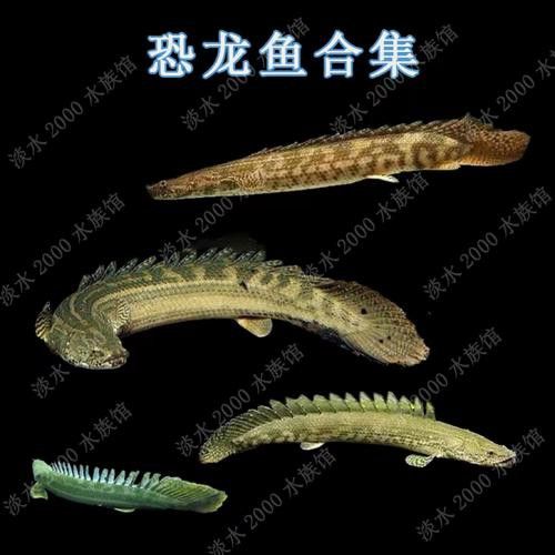 恐龍魚(yú)有幾種品種圖片及名稱