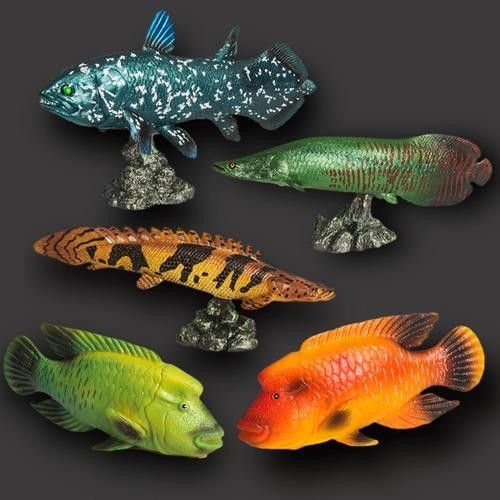 恐龍魚(yú)有幾種品種圖片及名稱