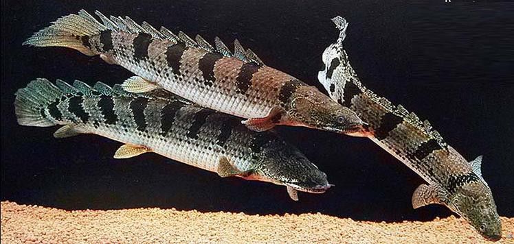 恐龍魚(yú)有幾種品種圖片及名稱