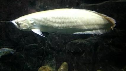 有野生龍魚嗎視頻：野生龍魚與養殖龍魚的區別