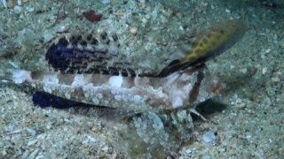 有野生龍魚嗎視頻：野生龍魚與養殖龍魚的區別