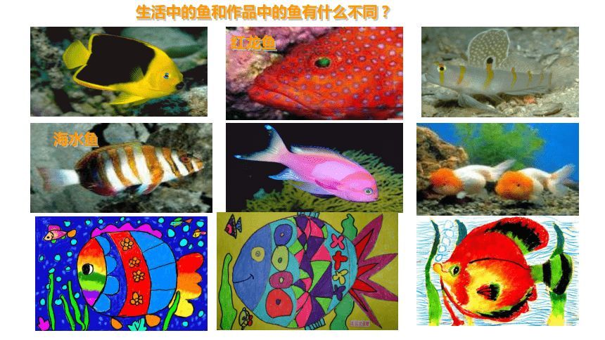 紅龍魚海水魚怎么養：紅龍魚怎么飼養