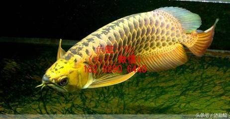 50厘米金龍魚要長幾年壽命呢（金龍魚壽命是多長時間）