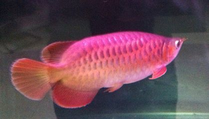 金龍魚和七彩魚混養：金龍魚和七彩魚可以混養嗎 金龍魚和七彩魚混養：金龍魚和七彩魚可以混養嗎 龍魚百科 第2張