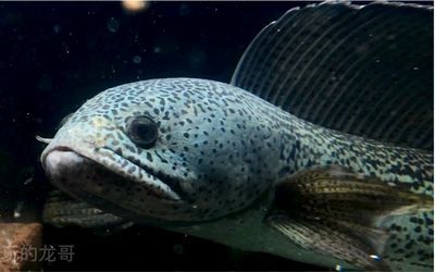 龍魚是黑魚嗎：龍魚與黑魚的區別 龍魚是黑魚嗎：龍魚與黑魚的區別 龍魚百科 第5張