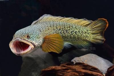 龍魚是黑魚嗎：龍魚與黑魚的區別 龍魚是黑魚嗎：龍魚與黑魚的區別 龍魚百科 第3張