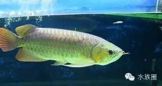 龍魚品相鑒別真假方法有哪些，龍魚品相鑒別中的常見誤區(qū) 龍魚品相鑒別真假方法有哪些，龍魚品相鑒別中的常見誤區(qū) 龍魚百科 第5張
