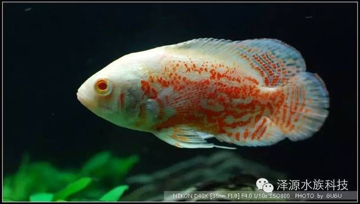 龍魚和龍魚混養 龍魚和龍魚混養 龍魚百科 第4張