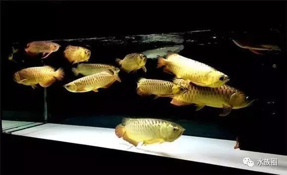 龍魚和龍魚混養 龍魚和龍魚混養 龍魚百科 第5張