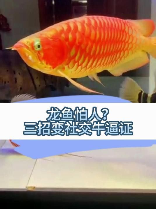 金龍魚如何識別主人？