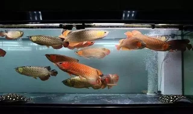 紅龍和金龍可以混養嗎？