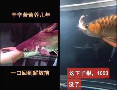 解決龍魚吃肉不吃飼料的方法（遇到龍魚吃肉而不吃飼料時，可以采取以下幾種方法來解決問題）