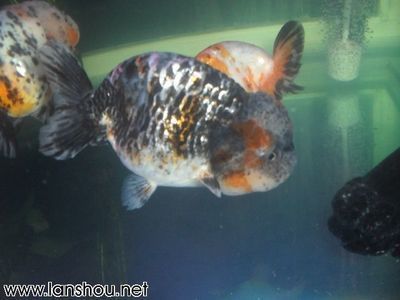 中國最大的龍魚養殖基地在哪里？：中國最大的龍魚養殖基地 中國最大的龍魚養殖基地在哪里？：中國最大的龍魚養殖基地 龍魚百科 第2張