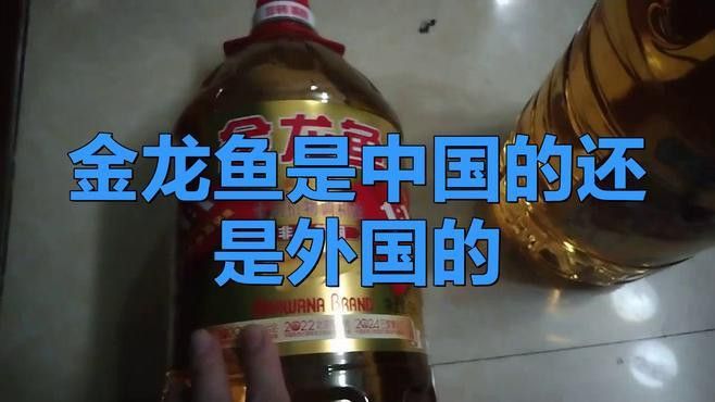 金龍魚是中糧的品牌嗎 金龍魚是中糧的品牌嗎 龍魚百科 第2張
