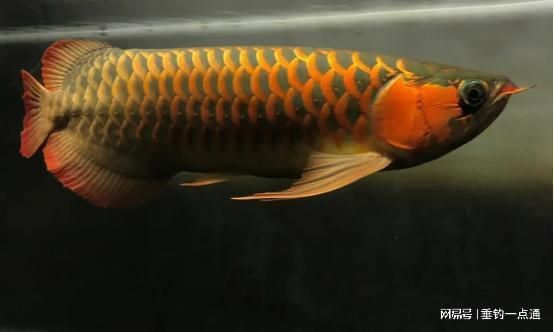 屬虎養龍魚好不好：屬虎人適合養什么魚 屬虎養龍魚好不好：屬虎人適合養什么魚 龍魚百科 第2張