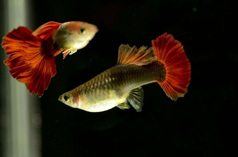 紅龍魚(yú)怎么看年齡圖解（如何判斷紅龍魚(yú)的年齡）