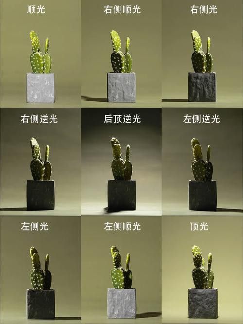 給我推薦一些大龍蝦生態攝影作品