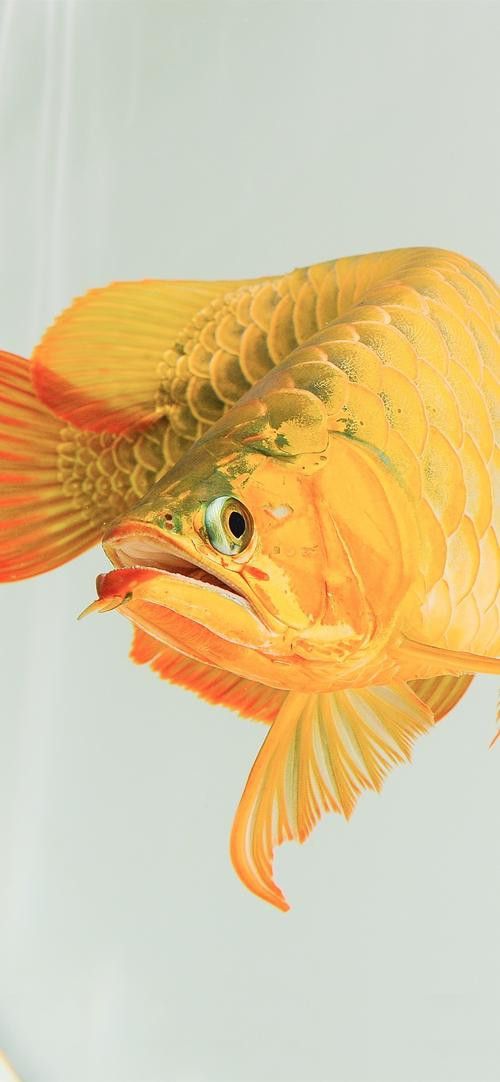 哪里可以找到高清龍魚壁紙