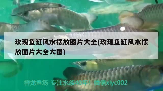 過背星點金龍魚，過背星點金龍魚市場價格走勢