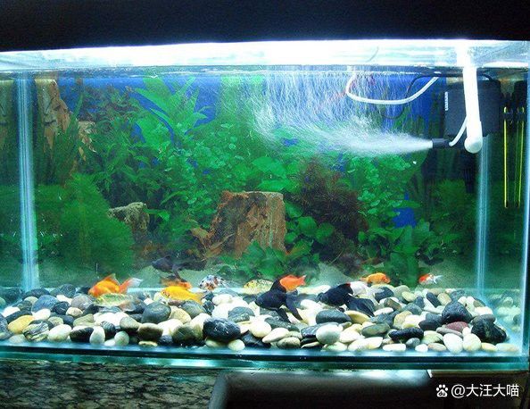如何維持水質穩定？ 如何維持水質穩定？ 龍魚百科 第3張