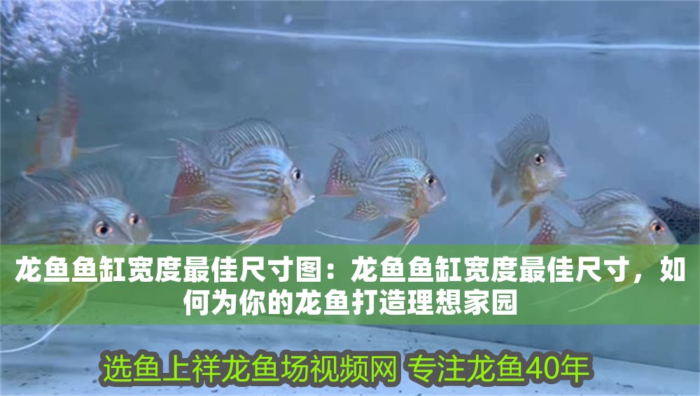 龍魚魚缸寬度最佳尺寸圖：龍魚魚缸寬度最佳尺寸，如何為你的龍魚打造理想家園