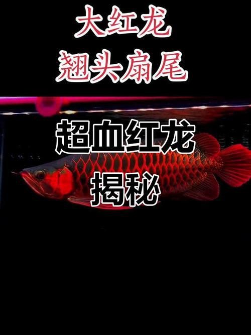 紅龍魚種類區別圖解
