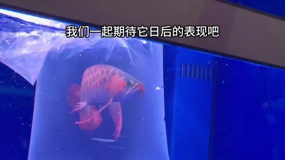 帝王紅雪蓮龍魚貴族 帝王紅雪蓮龍魚貴族 龍魚百科 第2張