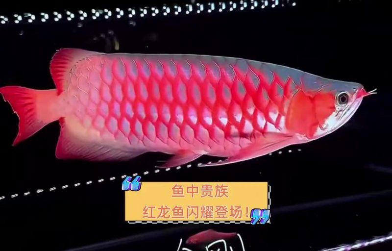 帝王紅雪蓮龍魚貴族 帝王紅雪蓮龍魚貴族 龍魚百科 第3張