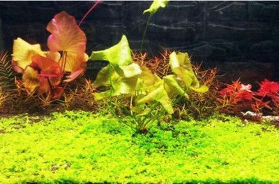 龍魚身上有白色絮狀物會死嗎?龍魚體表有白色棉絮狀物體正常嗎？解析病因與防治方法