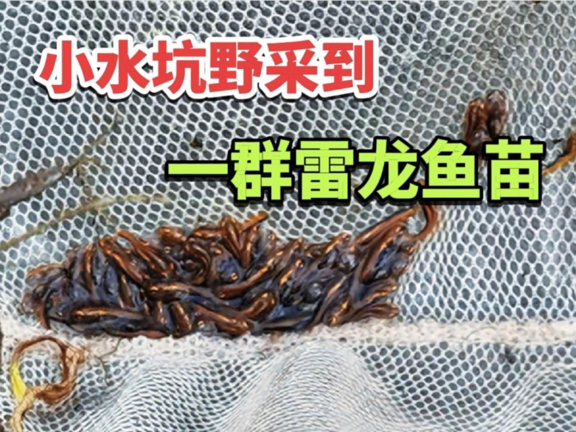 哪種雷龍魚最適合混養？ 哪種雷龍魚最適合混養？ 龍魚百科 第7張