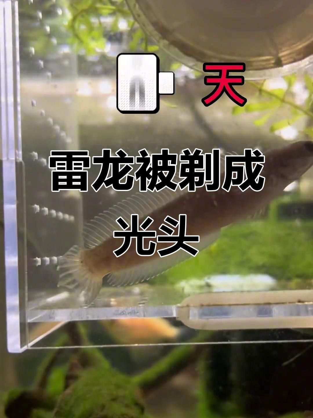 哪種雷龍魚最適合混養？ 哪種雷龍魚最適合混養？ 龍魚百科 第10張