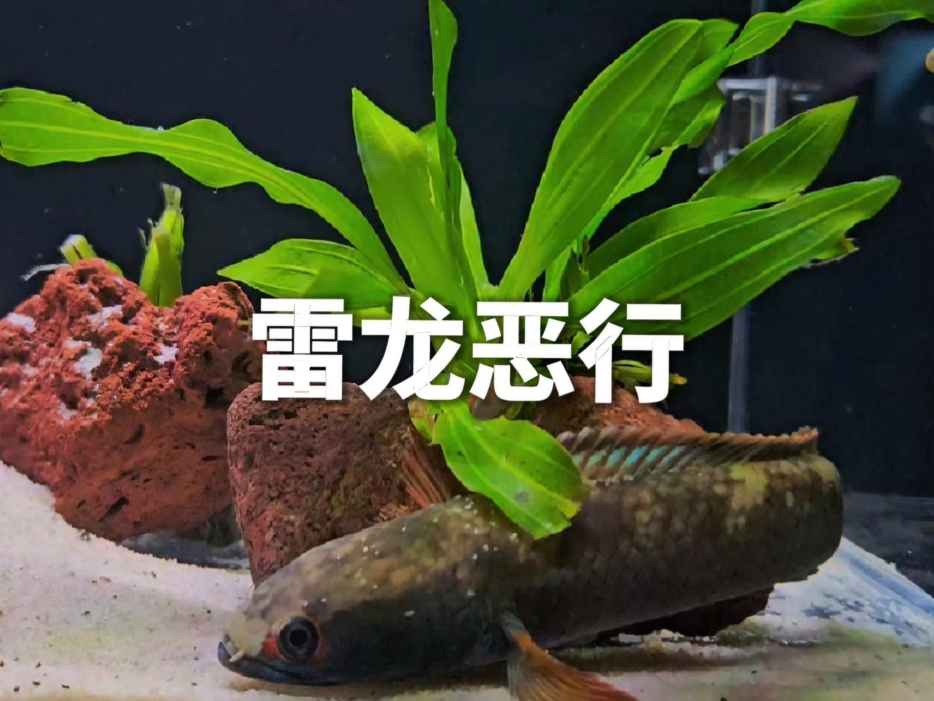 哪種雷龍魚最適合混養？ 哪種雷龍魚最適合混養？ 龍魚百科 第11張