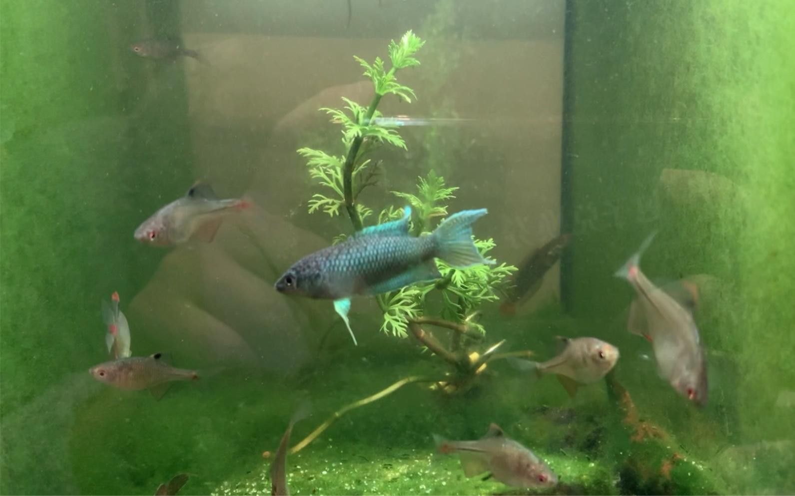 哪種雷龍魚最適合混養？ 哪種雷龍魚最適合混養？ 龍魚百科 第13張