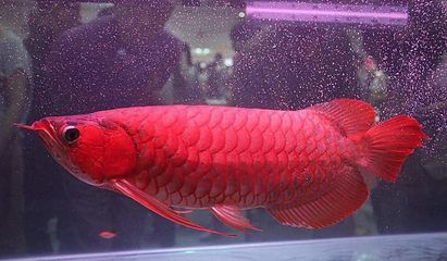 紅龍魚長幾年就不長了【如何判斷紅龍魚停止生長】