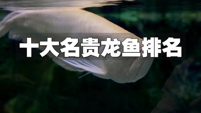 頂級紅龍魚品牌有哪些