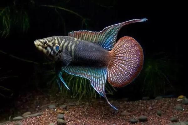 中國本土龍魚