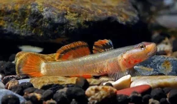 中國本土龍魚