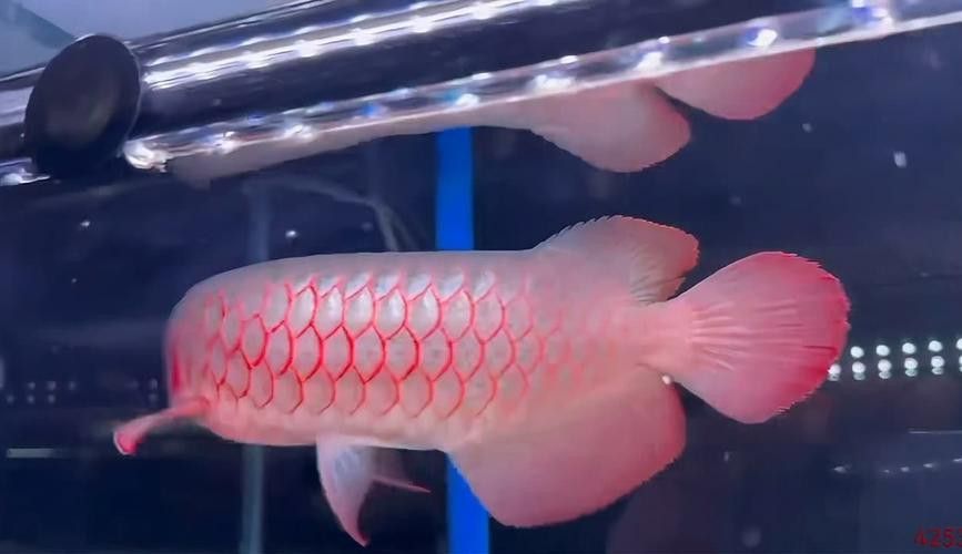最好的紅龍魚是什么魚圖片