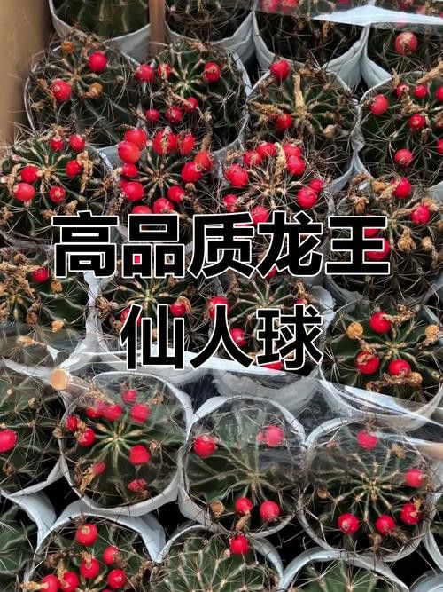 最好的紅龍魚是什么魚圖片