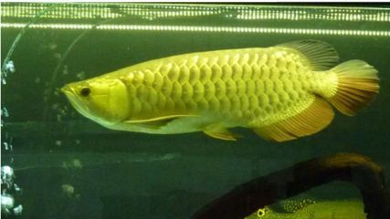 極品紅金龍魚值多少錢一條啊(極品紅金龍魚市場價格走勢如何辨別紅金龍魚品質) 龍魚百科 第5張 極品紅金龍魚值多少錢一條啊(極品紅金龍魚市場價格走勢如何辨別紅金龍魚品質) 極品紅金龍魚值多少錢一條啊(極品紅金龍魚市場價格走勢如何辨別紅金龍魚品質) 龍魚百科 第5張