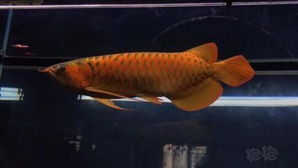 關于龍魚的問題有哪些：關于龍魚的一些常見問題和解答