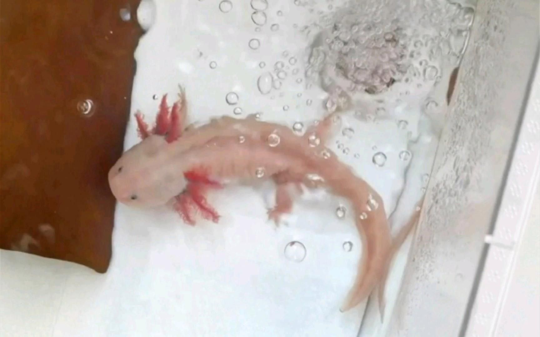 六角恐龍飼養需要多大的魚缸？