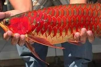 世界最貴的龍魚品種（世界上最貴的龍魚品種）