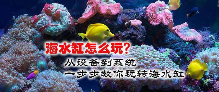 龍魚缸改海水缸：傳統龍魚缸改裝為海水缸的可能性及其實施步驟和注意事項