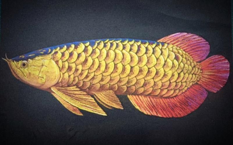 金龍魚會變顏色嗎圖片