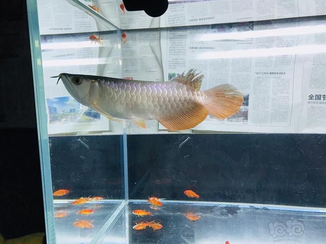 金龍魚會變顏色嗎圖片