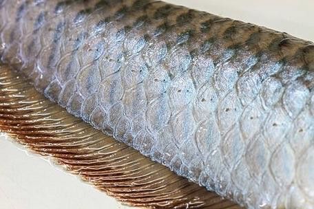 金龍魚會變顏色嗎圖片