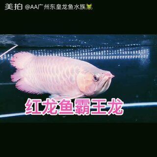 金龍魚霸王龍打這個家：“金龍魚霸王龍打這個家”是什么意思？