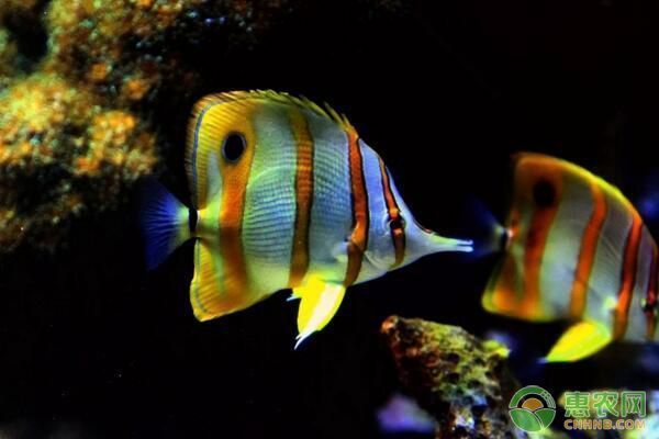 魚苗養殖水體pH值調控方法（魚苗養殖水體酸堿度監測技巧）